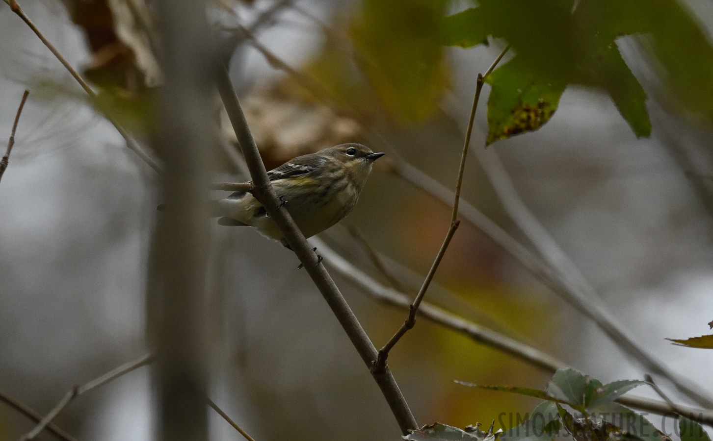 Setophaga coronata [400 mm, 1/640 Sek. bei f / 7.1, ISO 3200]